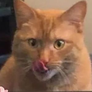 Meet your Posher, Reem